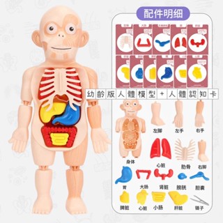 現貨 臺灣出貨 人體器官模型 人體器官 人體構造 人體器官玩具 人體模型 人體結構 兒童玩具 醫生玩具 人體玩具