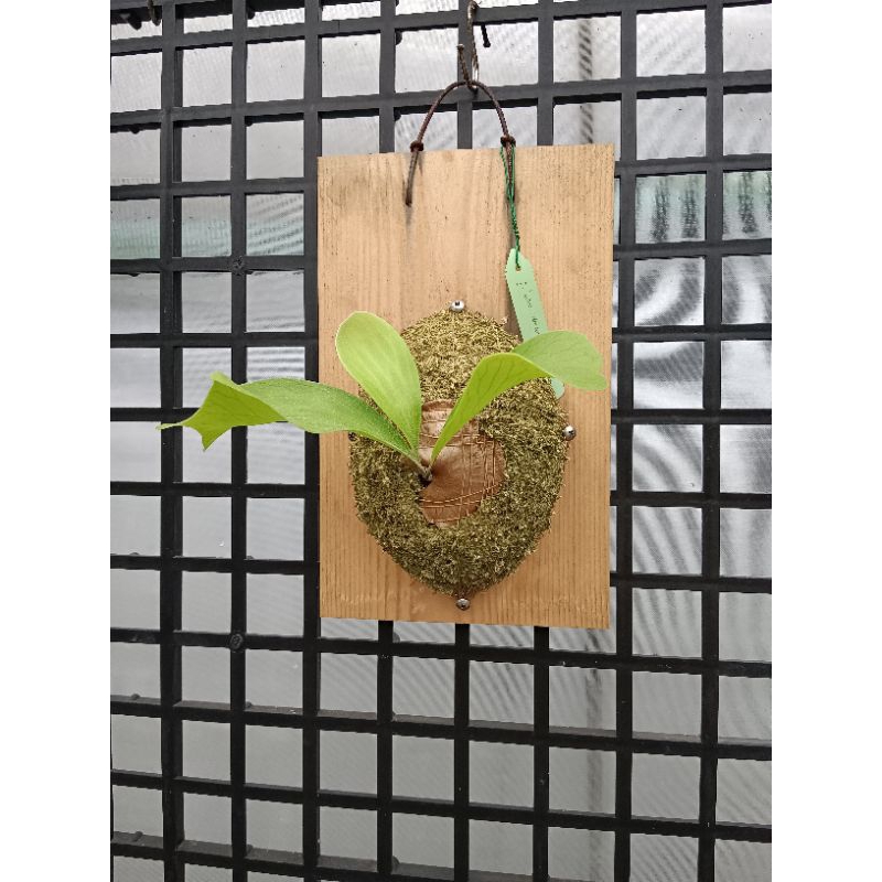<<29號植物緣>>深綠龍孢子苗/鹿角蕨/蕨類植物/P.hillii"dragon"