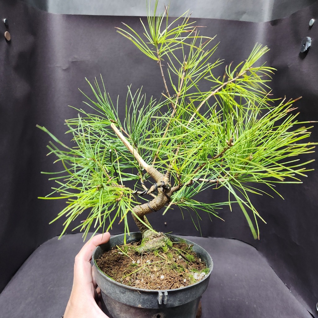 五葉松小品的價格推薦- 2025年12月| 比價比個夠BigGo