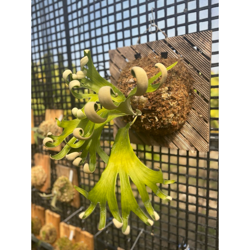 捲捲鹿鹿角蕨 Platycerium "FongSiQi QQ"  捲捲鹿 馮詩琪  FSQ