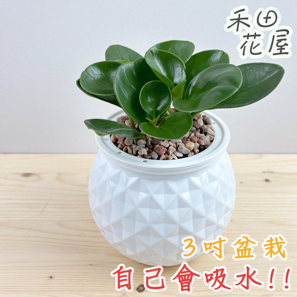 禾田花屋|圓葉椒草|3吋圓球盆|室內植物|免澆水|懶人盆栽|觀葉植物|室內植物|懶人盆栽|吸水盆