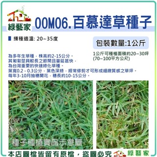 【綠藝家】00M06.百慕達草種子(已脫殼)1公斤裝(高爾夫球場.運動場.庭園草坪) 草皮種子大包裝