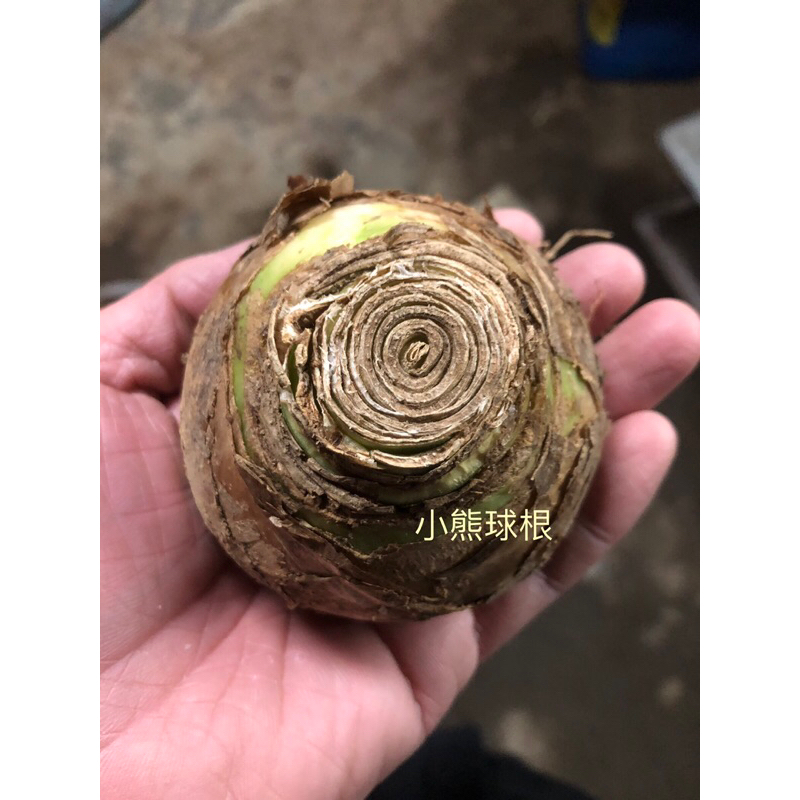 🌺小熊球根🍀~ 伯利恆之星 聖興百合 大花天鵝絨 球根