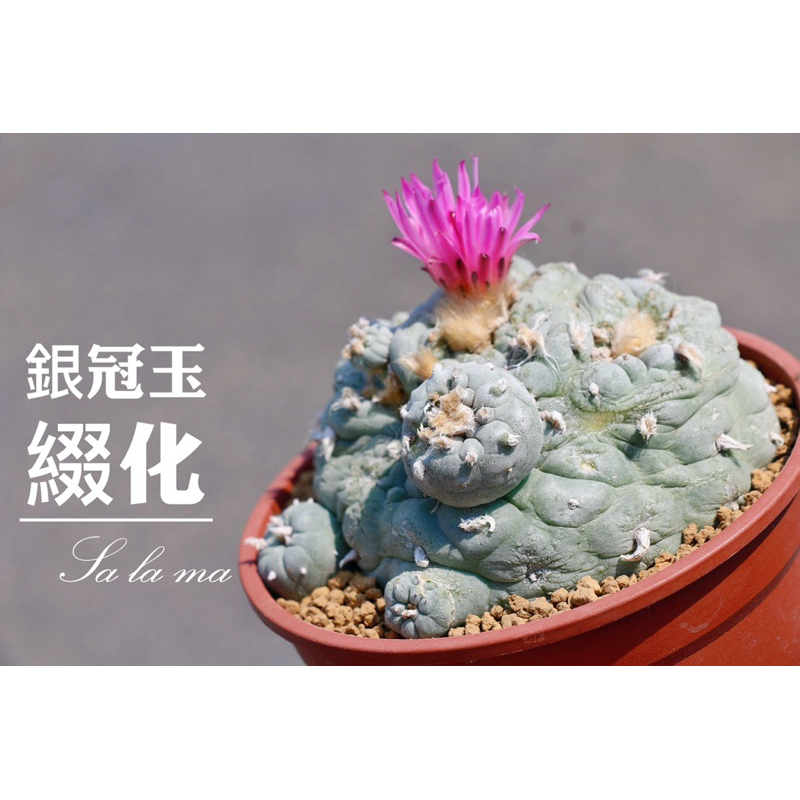 烏羽玉玉綴化的價格推薦- 2025年12月| 比價比個夠BigGo