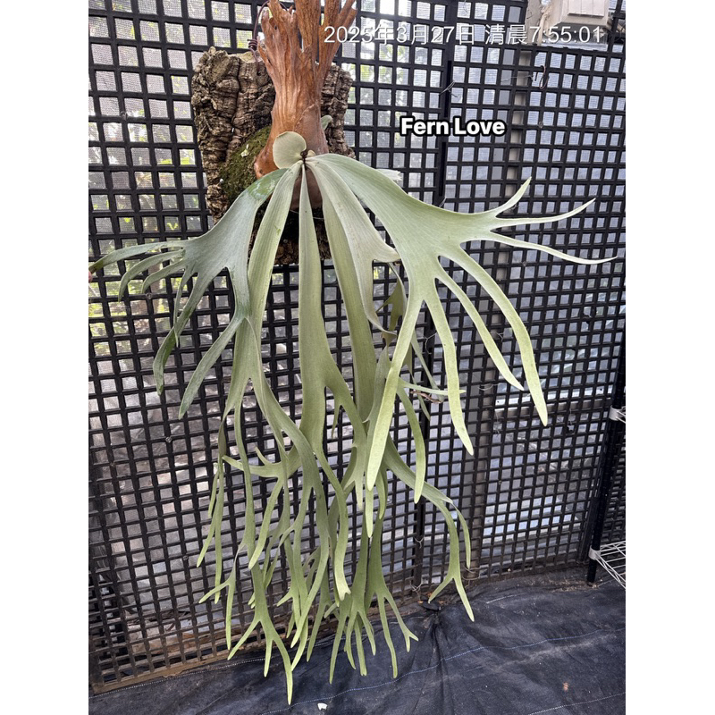 『 Fern➰蕨戀➰Love 』「Sri Peuak x Watchara spore 」Stem fern 混播苗