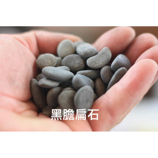鋪面石/塊根植物/龍舌蘭/黑膽扁石/陽光美錦DAYLIGHT PLANTS
