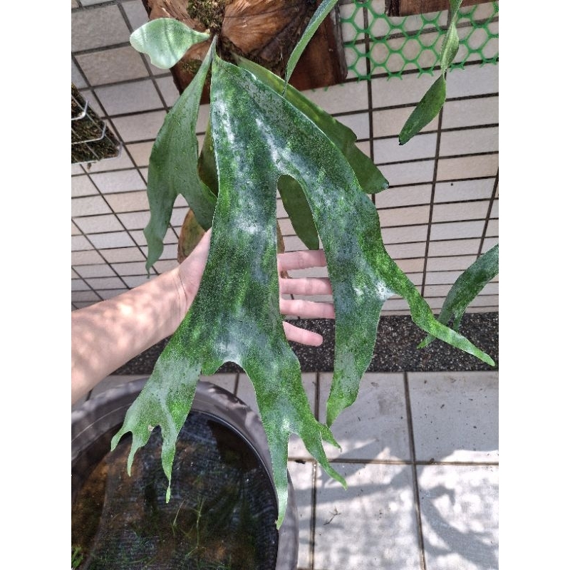 P.stemaria 三角鹿角蕨 側芽盆裝 請先聊聊 鹿角蕨