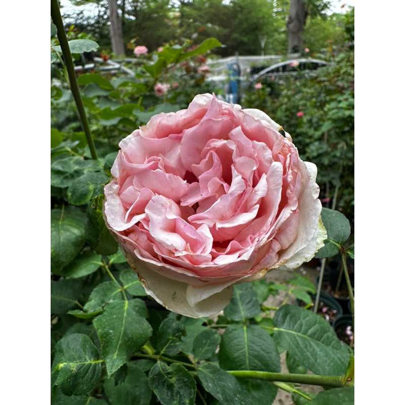 伊芙乙女心/7吋樹玫瑰