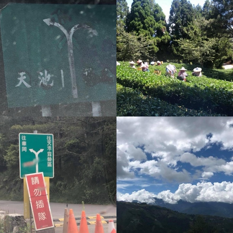 ｛炒茶天師｝天池水源頭高冷茶～冷韻果香 $600/75克