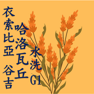 (24/25) 獵豆工坊🐆 衣索比亞 谷吉 烏拉嘎 哈洛瓦丘處理廠 水洗g1 咖啡生豆500g