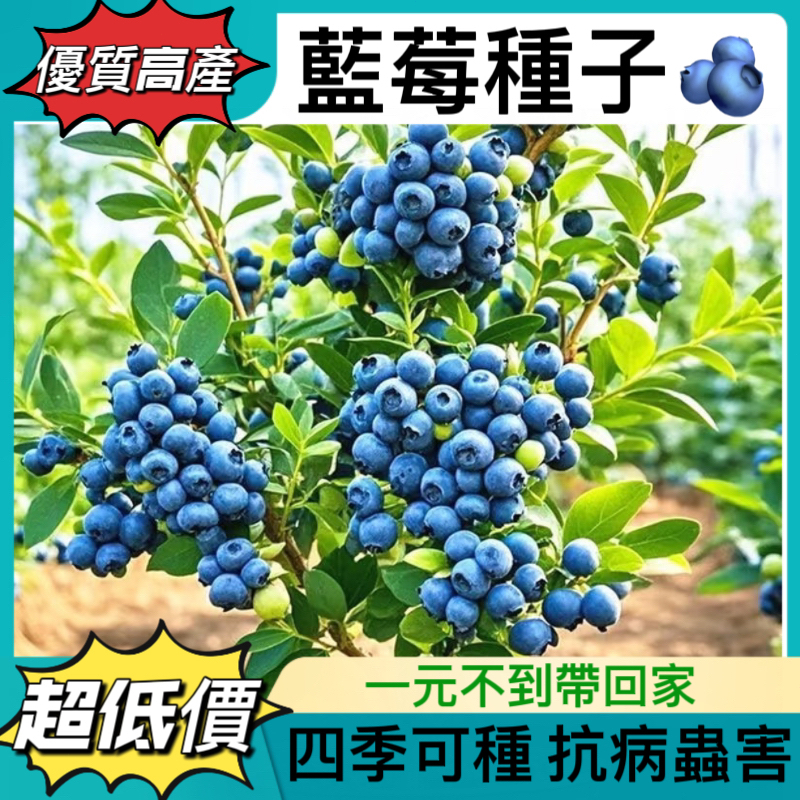現貨現發💥【多款藍莓種子】💥熱銷 藍莓樹莓種子 優質高產 個大飽滿藍莓 四季種植盆栽地栽 seed 盆栽藍莓薄霧藍莓種子