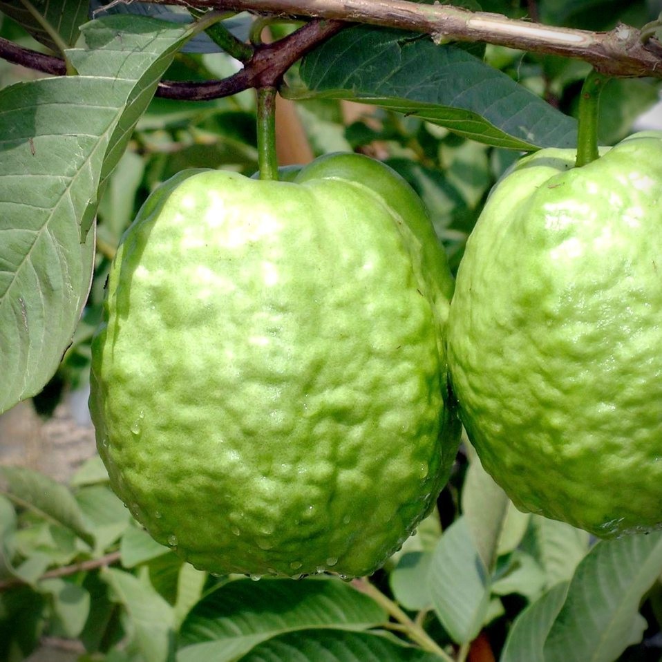 新帝王芭樂苗 芭樂苗 4.5吋 靠接苗 各式新品種芭樂苗