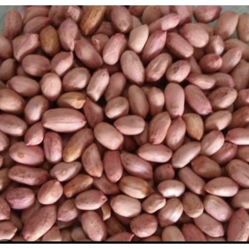 kacang tanah mentah