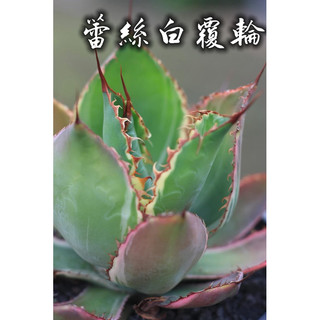 蕾絲白覆輪 一物一拍 龍舌蘭科 多肉 陽光美錦DAYLIGHT PLANTS