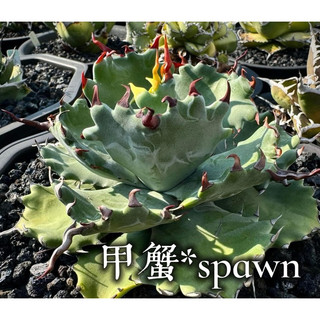 甲蟹*spawn 一物一拍 龍舌蘭科 多肉 陽光美錦DAYLIGHT PLANTS