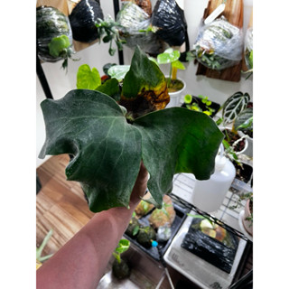 鹿角蕨 安地斯象耳 側芽
