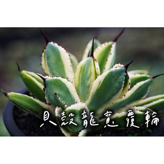 貝殼龍寬覆輪 一物一拍 龍舌蘭科 多肉 陽光美錦DAYLIGHT PLANTS