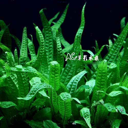 【AC草影】菲律賓鐵皇冠沉木【一棵】陰性水草 主景草 不須CO2 新手水草 不用二氧化碳 陰性草 耐熱 新手水草