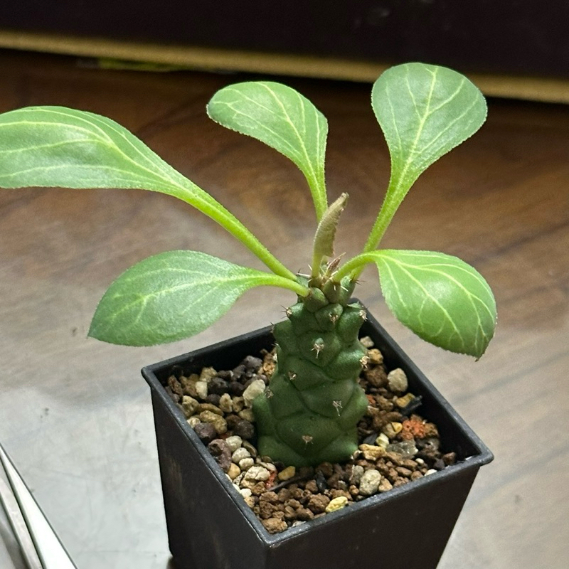 A72 將軍閣（小棵）熊多肉植物5.23