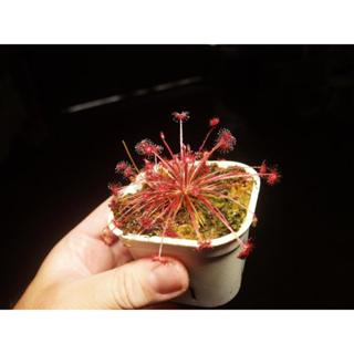 <柯比植物>食蟲植物 紅孔雀毛氈苔Drosera paradoxa 連盆寄送 (瓶子草，豬籠草，捕蟲堇)