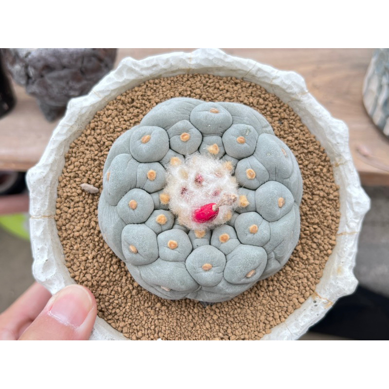 小疣銀冠玉的價格推薦- 2026年2月| 比價比個夠BigGo