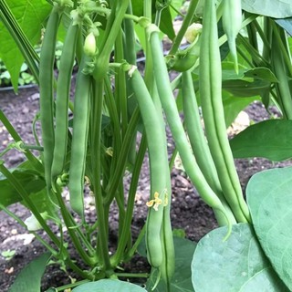 現貨 四季豆種子 高產早熟 四季播蔬菜種子 豆角種子 春季架豆種子 蔬菜種孑 菜種子菜籽