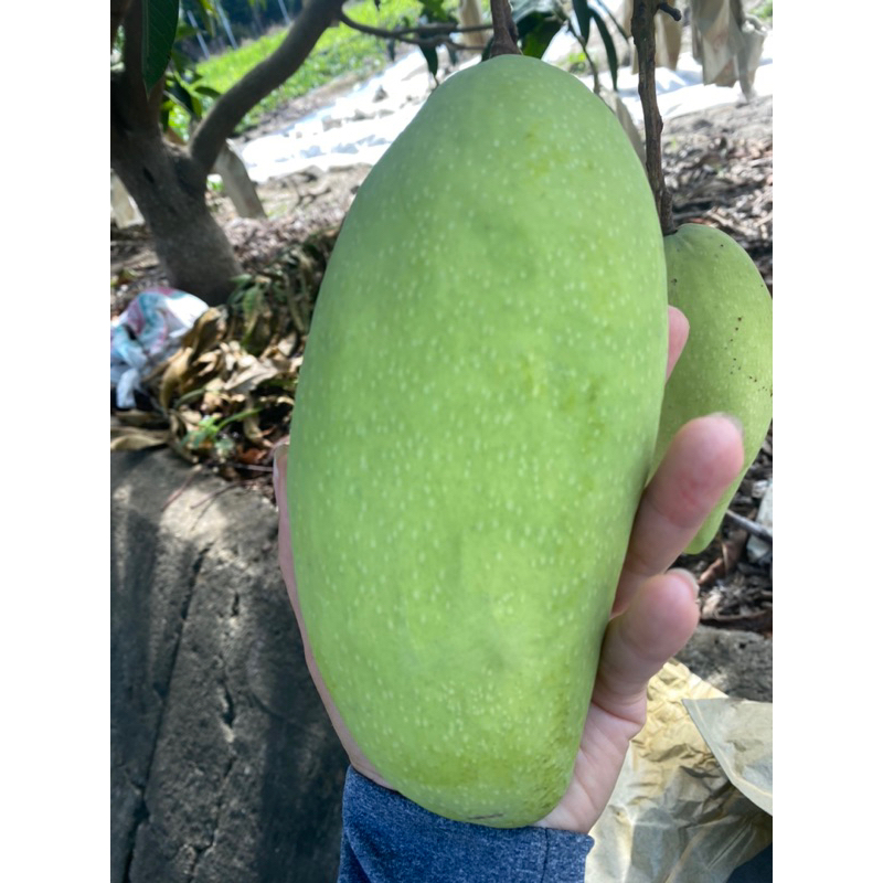 金煌芒果青 青芒果 生芒果自產自銷