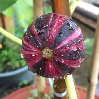 現貨 無花果種子（100粒）水果種子 超甜水果種子 新種子 無花果 100%發芽 高產量水果 超甜水果 四季種植