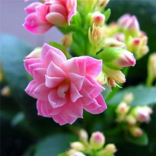 現貨 長壽花種子（100粒）長壽花種子 稀有變色龍長壽花種子 新品 盆栽室內外種植花籽 新手易種 四季播種