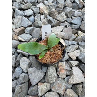 植系青屬-珍珠皇后鹿角蕨/P.willinckii Pearl Queen/鹿角蕨/觀葉植物/蕨類/1.5盆