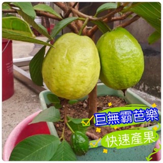 巨無霸芭樂苗(無籽)🟡矮化-嫁接苗🟡可快速產果+全年生不停 帝王芭樂苗 翠蜜芭樂苗 番石榴 水蜜芭樂苗 無籽芭樂苗
