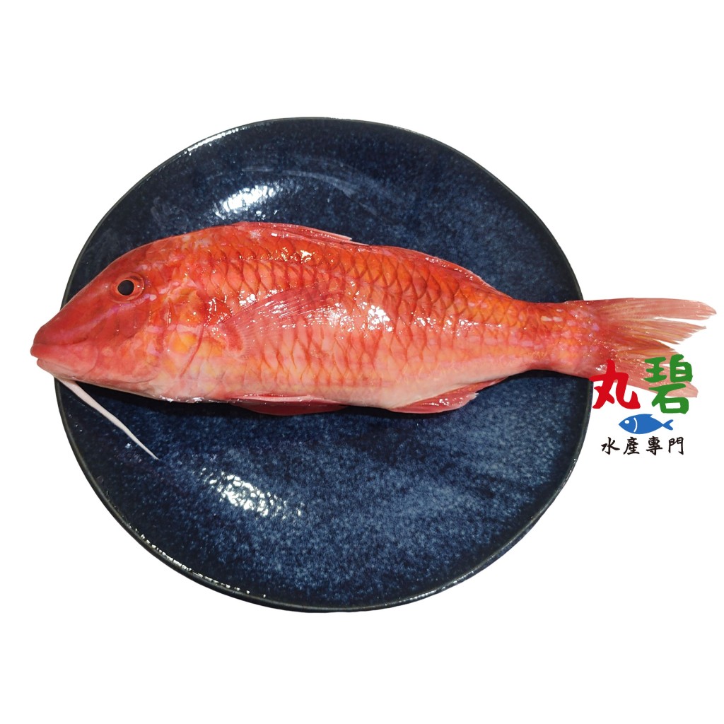 [丸碧水產專門] 秋姑 野生秋姑魚 澎湖手釣 秋哥