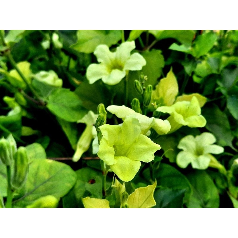 黃花♤赤道櫻草♤活力菜♤日本枸杞