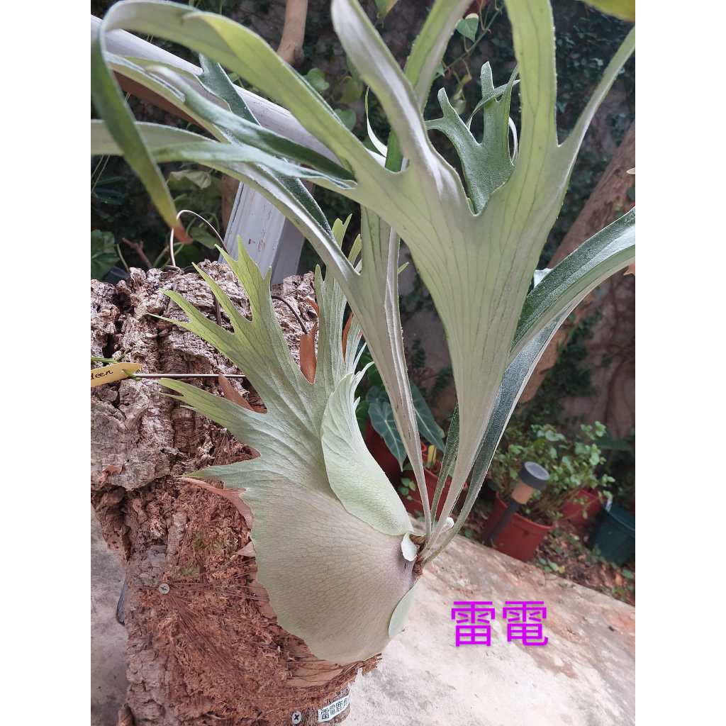 雷電//鹿角蕨/正側芽