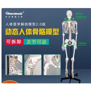 MD-G200 人體全關節動態骨骼模型180cm復健醫院以功能展示骨架