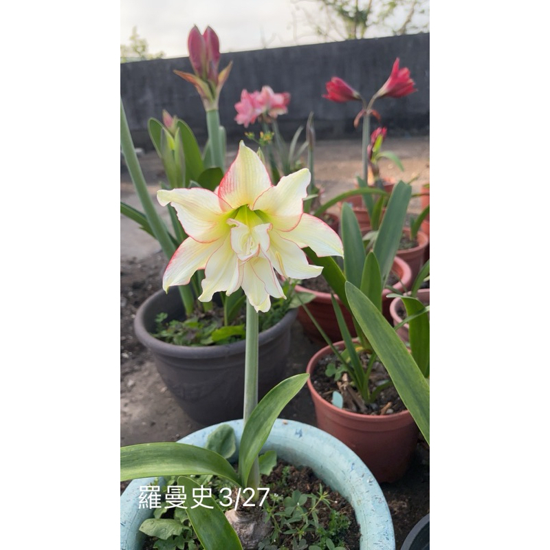 小農孤挺花球《羅曼史》～友善農業自產自銷成本價(⁎⁍̴̛ᴗ⁍̴̛⁎)