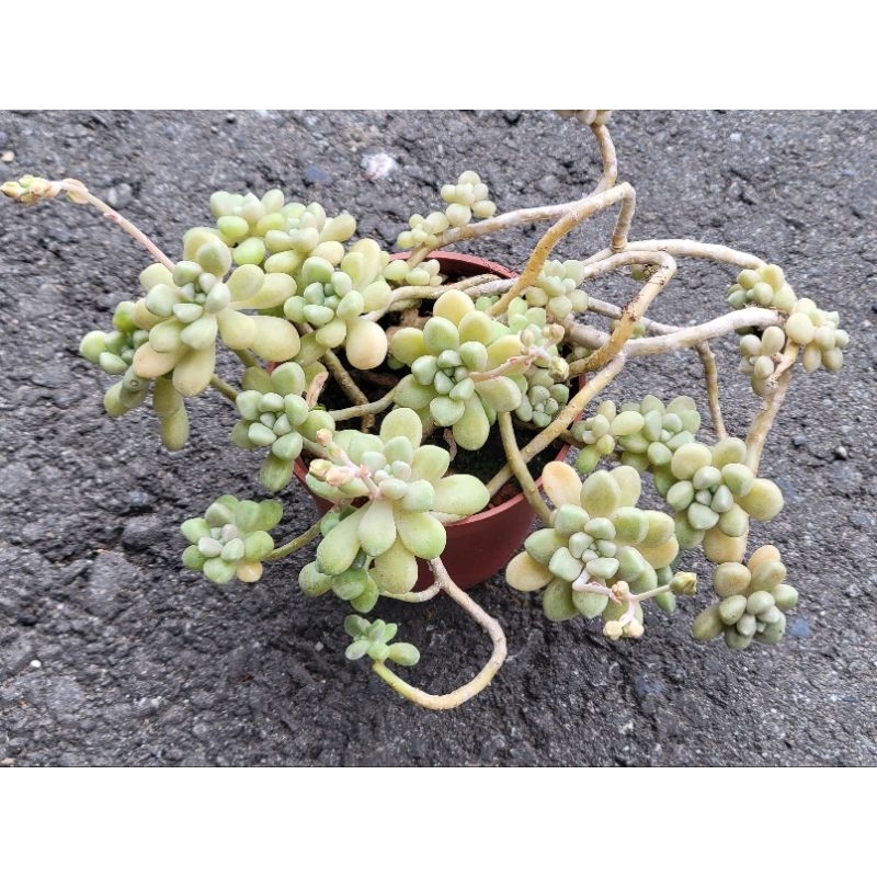🌵多肉植物🌵丸葉姬秋麗 珍珠姬秋麗 3吋盆