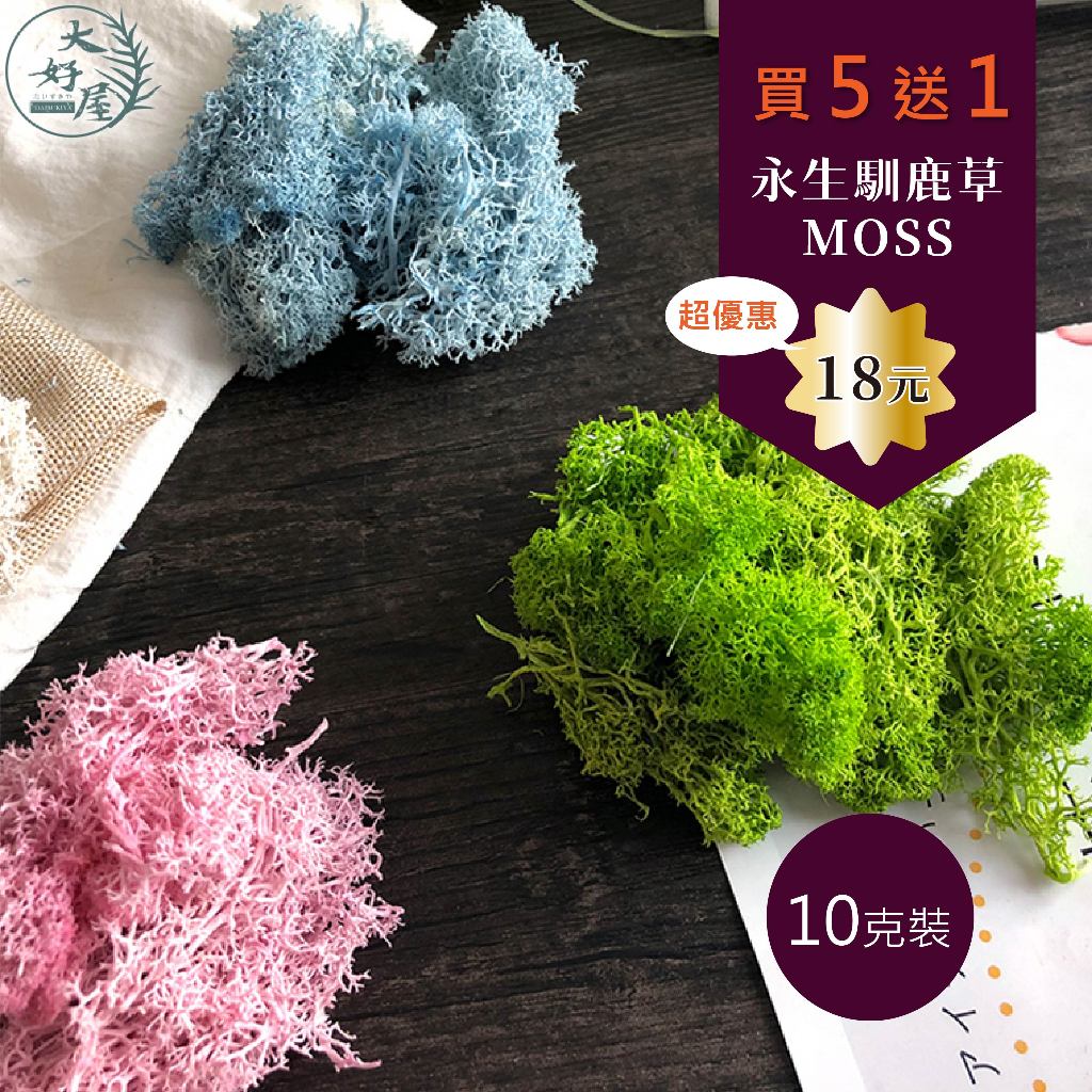 大好屋 現貨  青苔 苔癬 永生花  moss馴鹿草 永生苔蘚 微景觀10克裝 經濟包 高品質A級 假山造景 鋪底用苔草