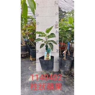 柱狀蘋果 柱狀蘋果苗 蘋果苗 柱狀 黃蘋果 黃蘋果苗 熱帶蘋果 熱帶蜜蘋果 蜜蘋果 熱帶蜜蘋果苗 熱帶蘋果苗
