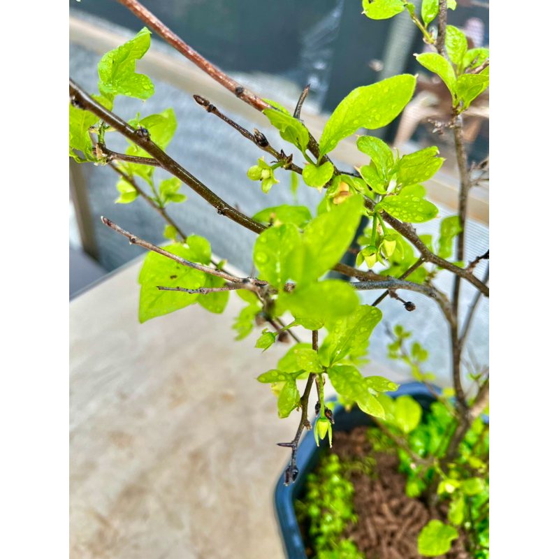 精品盆栽老鴨柿姬柿品種：茜云～開花結果中