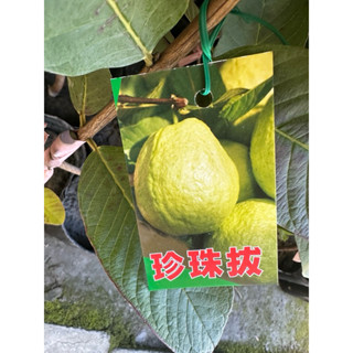 植物空間 珍珠芭樂 紅心芭樂4寸 粉紅蜜芭樂 少籽水蜜桃 少籽紅寶石芭樂 果苗 果樹 嫁接苗 紅芭樂 帝王芭樂