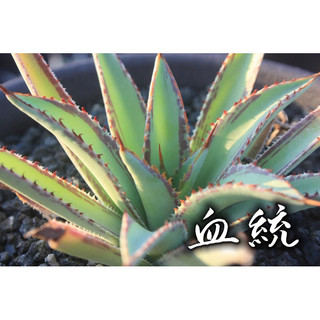 血統 一物一拍 龍舌蘭科 多肉 陽光美錦DAYLIGHT PLANTS