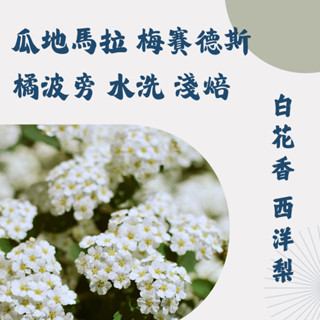 仙人指路咖啡 美加澳華人歸國伴手禮 [瓜地馬拉梅賽德斯莊園橘波旁水洗] 淺焙 半磅