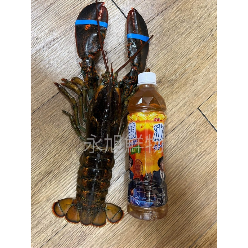 生凍波斯頓龍蝦🦞批發免運🔥