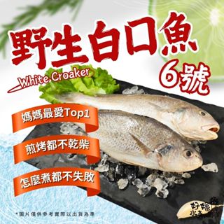【好嬸水產】三去春子白口魚｜6號｜2尾/包｜510-1710g｜海港直送冷凍白口魚正帕頭去內臟白姑魚野生白口魚三去白口魚