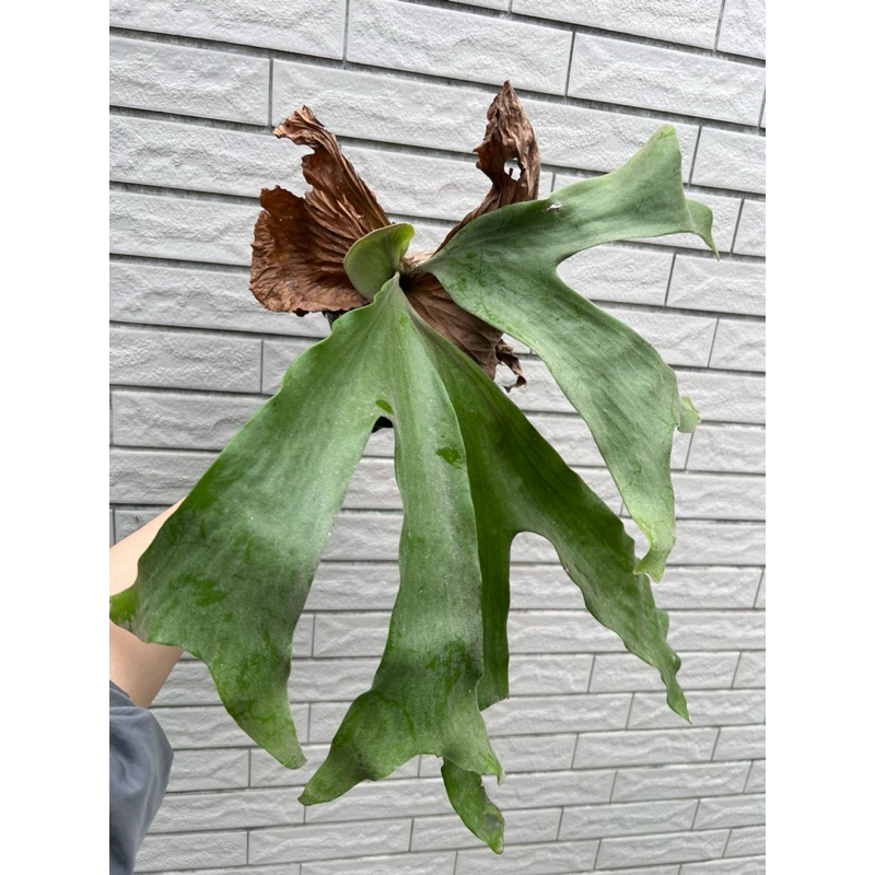 三角鹿角蕨 母株級 Platy. stemaria