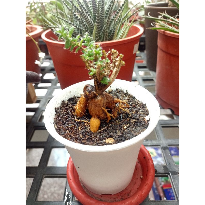 多肉植物 姬紅小松 一物一拍