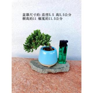 珍珠柏 松柏 豆盆 迷你盆栽