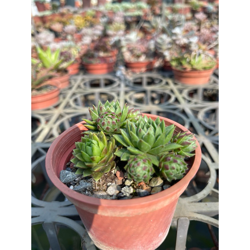 紅瓦仙肉屋 滾球卷絹（多肉植物-景天-長生草屬）一物一拍 編號： 145
