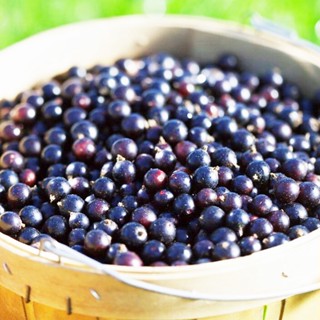 【海產教父】冷凍 黑醋栗 (130g/盒、250g/盒) 桑葚/水果/蔓越莓/藍莓/莓果/黑醋栗/覆盆子